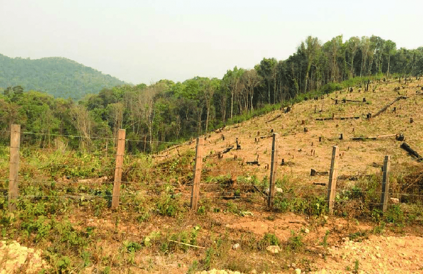 Rainforest Conversion to Plantations
